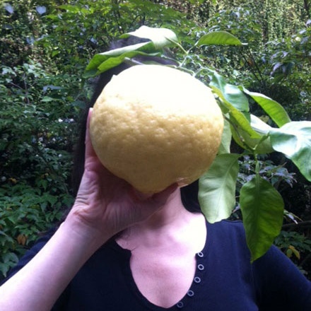 Giant Lemon